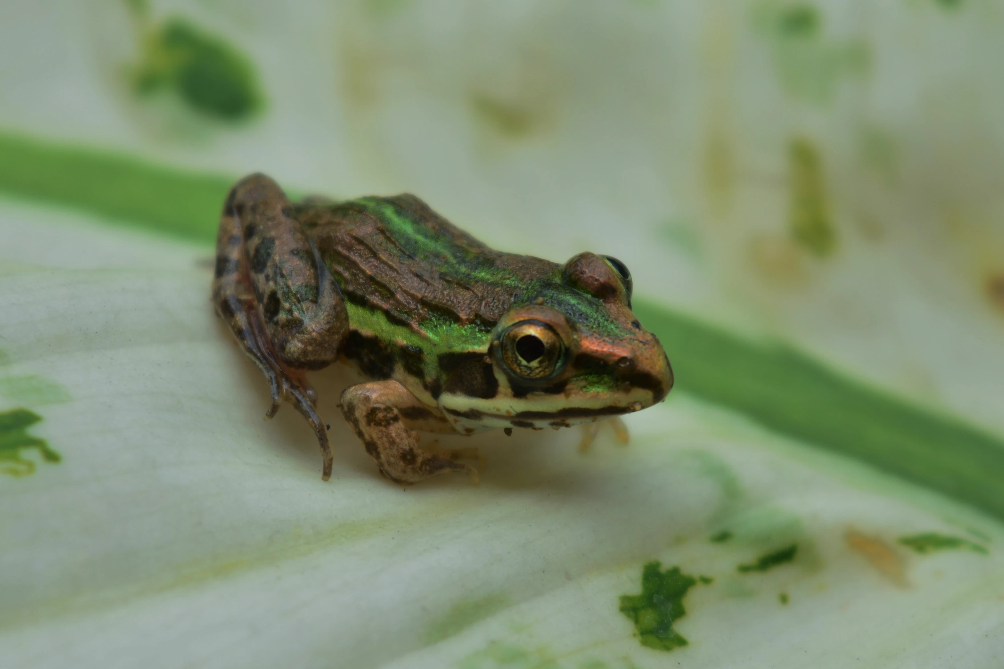 Clever pest control? The role of cognition in biological pest regulation. - Animal Cognition research