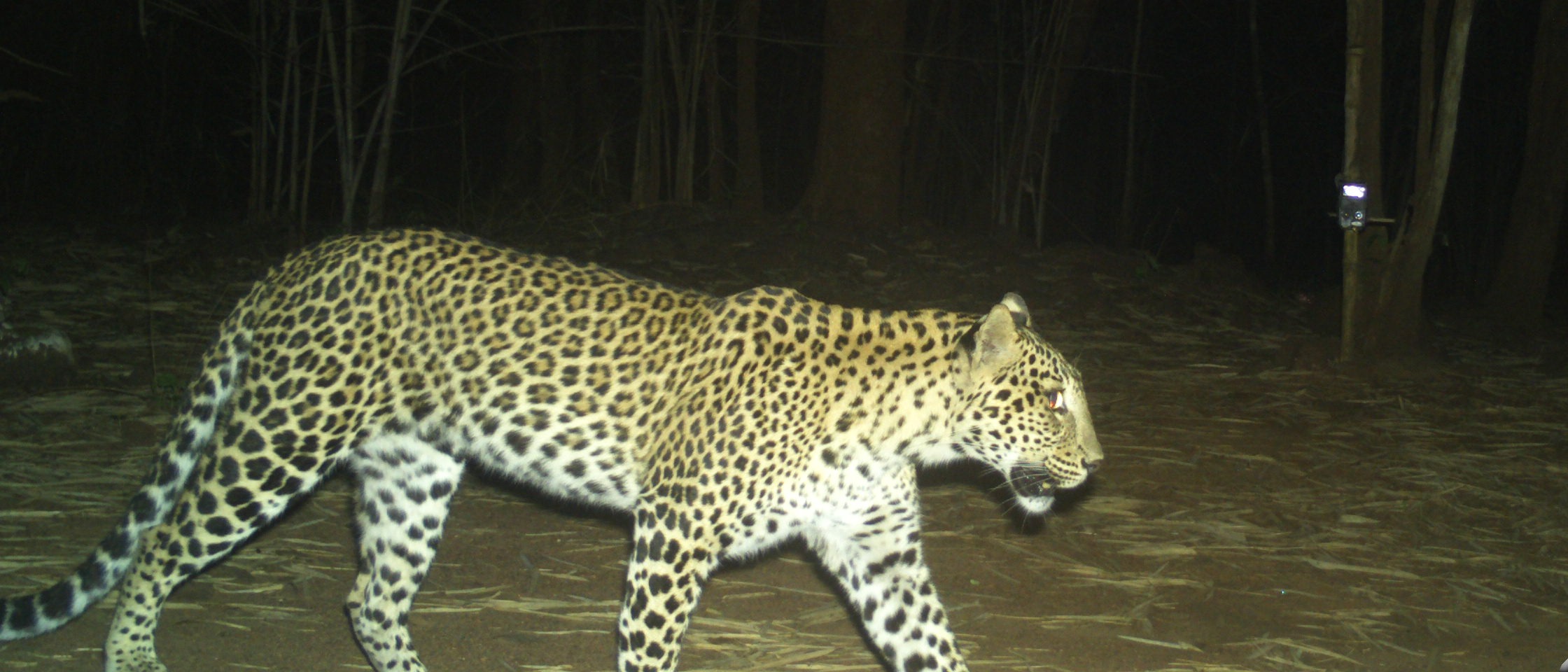 Leopard