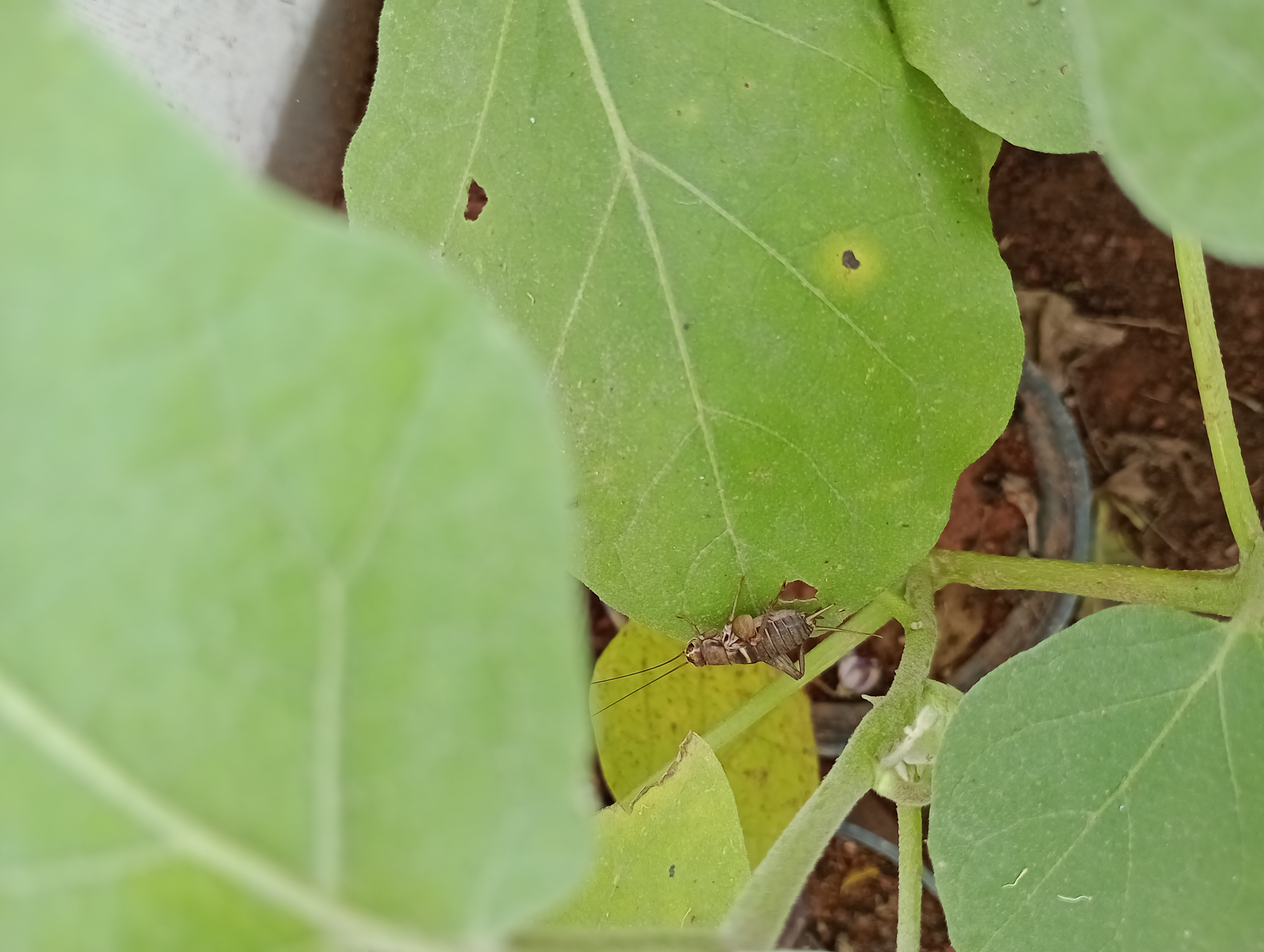 Does agricultural intensification impact pest regulation service by frogs in a natural multi-trophic system?
