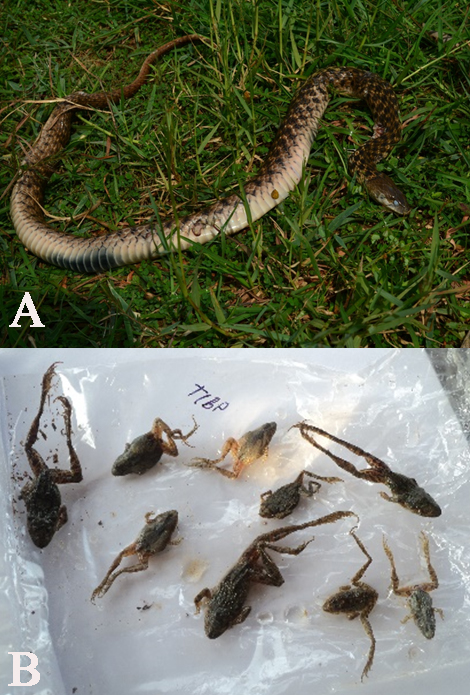 What are we saving? The amphibians and reptiles of the rice paddies in Balasore, India